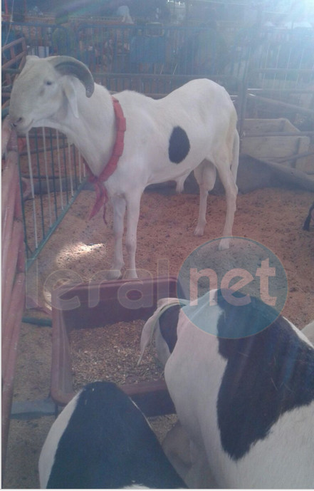 Salon de l’Elevage  à Touba : Le mouton Ladoum «Tapha» refusé  au lutteur Modou Lo au prix de 10 millions de F CFA…