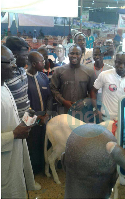 Salon de l’Elevage  à Touba : Le mouton Ladoum «Tapha» refusé  au lutteur Modou Lo au prix de 10 millions de F CFA…
