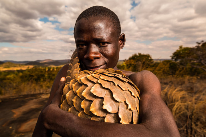 Photos : Le Zimbabwéen Tikki Hywood Trust, l’homme qui aime les pangolins comme ses propres enfants