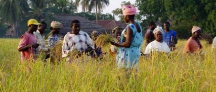 PREEMINENCE DU RIZ, NEGLIGENCE DES CEREALES LOCALES…:Le Sénégalais mange mal