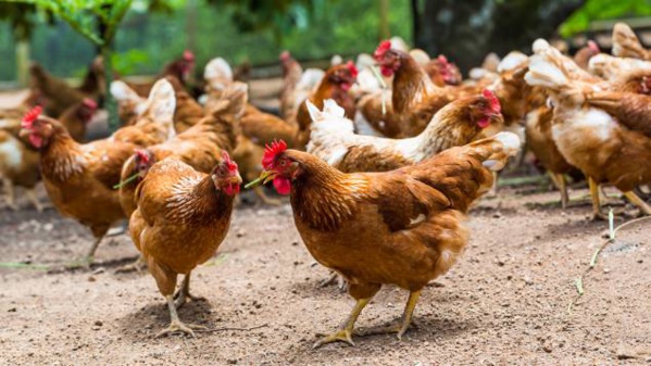 Malgré le Gamou et le Magal, les poulets inondent le marché et sont à bon prix