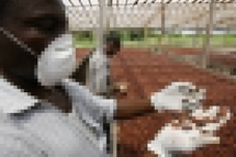 Cacao de mauvaise qualité: la Côte d`Ivoire perd 150 mds FCFA par an (comité de gestion)