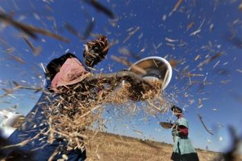 Au Sénégal, la crise alimentaire mondiale a revalorisé le riz de la vallée