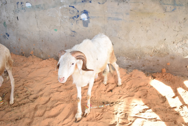 Opération Tabaski : Khadim Samb vous propose des moutons de race "toulaber" et ladoum pour fêter l'Aïd El Kebir