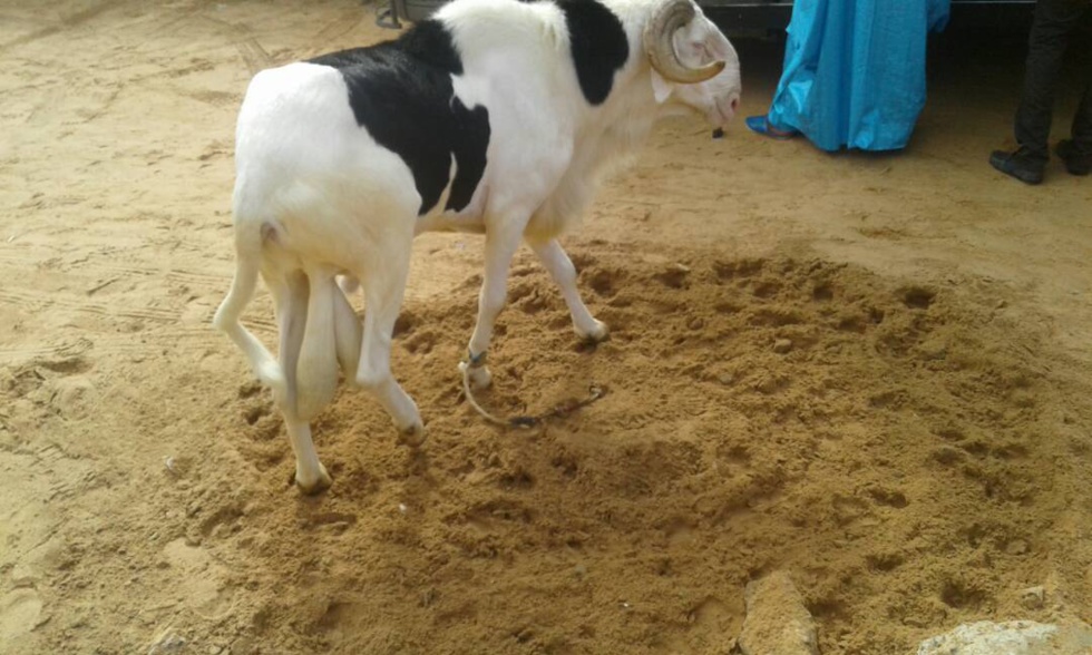 Cérémonie de remise de géniteurs Ladoum aux éleveurs de Diourbel,  Bambey et Gueoul par le Réseau National des Eleveurs du Sénégal (RENADES) 