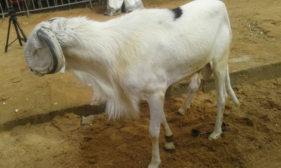 Cérémonie de remise de géniteurs Ladoum aux éleveurs de Diourbel,  Bambey et Gueoul par le Réseau National des Eleveurs du Sénégal (RENADES) 