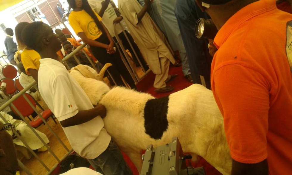 Cérémonie de remise de géniteurs Ladoum aux éleveurs de Diourbel,  Bambey et Gueoul par le Réseau National des Eleveurs du Sénégal (RENADES) 