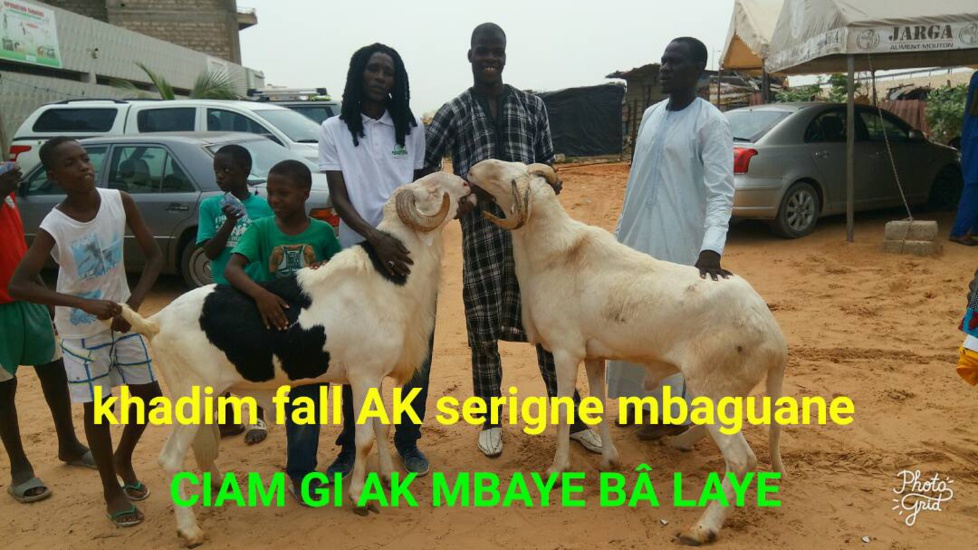 Cérémonie de remise de géniteurs Ladoum aux éleveurs de Diourbel,  Bambey et Gueoul par le Réseau National des Eleveurs du Sénégal (RENADES) 