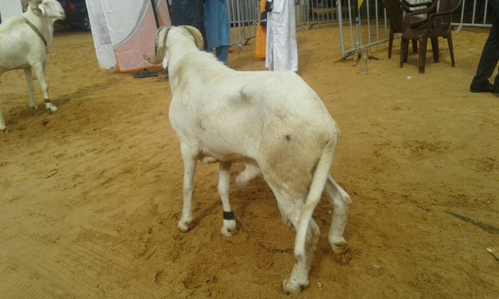 Cérémonie de remise de géniteurs Ladoum aux éleveurs de Diourbel,  Bambey et Gueoul par le Réseau National des Eleveurs du Sénégal (RENADES) 