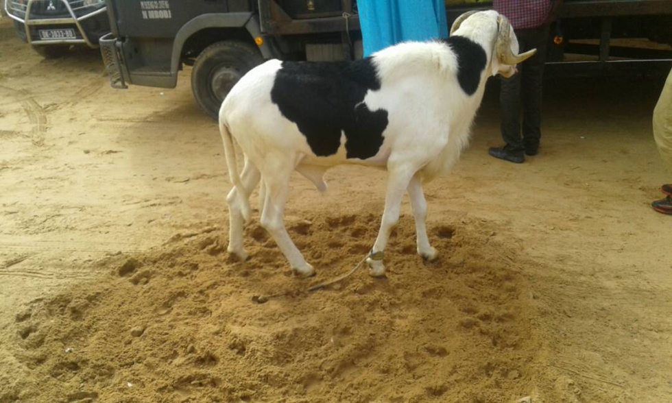 Cérémonie de remise de géniteurs Ladoum aux éleveurs de Diourbel,  Bambey et Gueoul par le Réseau National des Eleveurs du Sénégal (RENADES) 