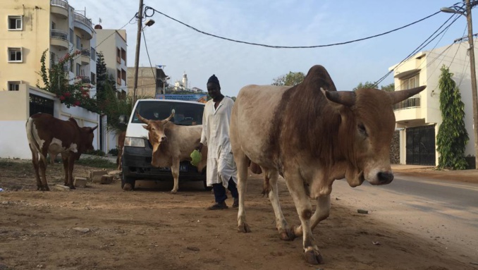 Sénégal: dans les rues de Dakar, ces zébus auxquels on n’ose pas toucher