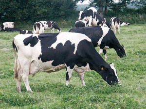 Tambacounda : 3.800 vaches visées pour la campagne d’insémination artificielle 2010