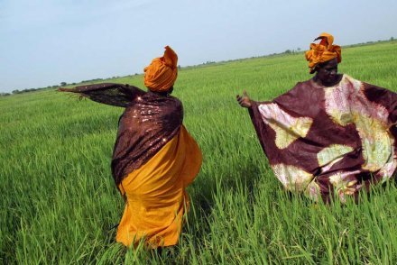 Sénégal : des récoltes au bout du fil