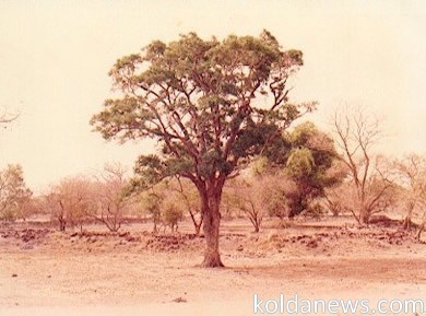 TATA ET ARBRE MOUSSA MOLO BALDE : Ces sites mythiques et mystiques de Kolda