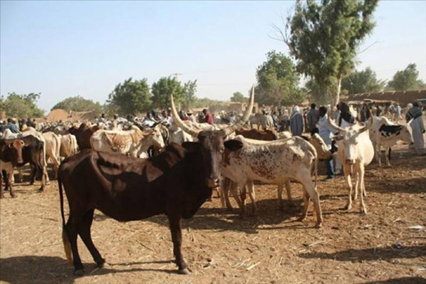 Vol : des assaillants emportent 24 bœufs en Guinée-Bissau