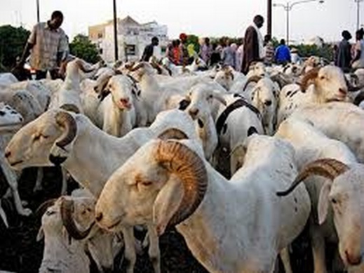 Les marchés à bétail sénégalais : Les prix du mouton flambent à l’approche de l’Aïd El Kébir