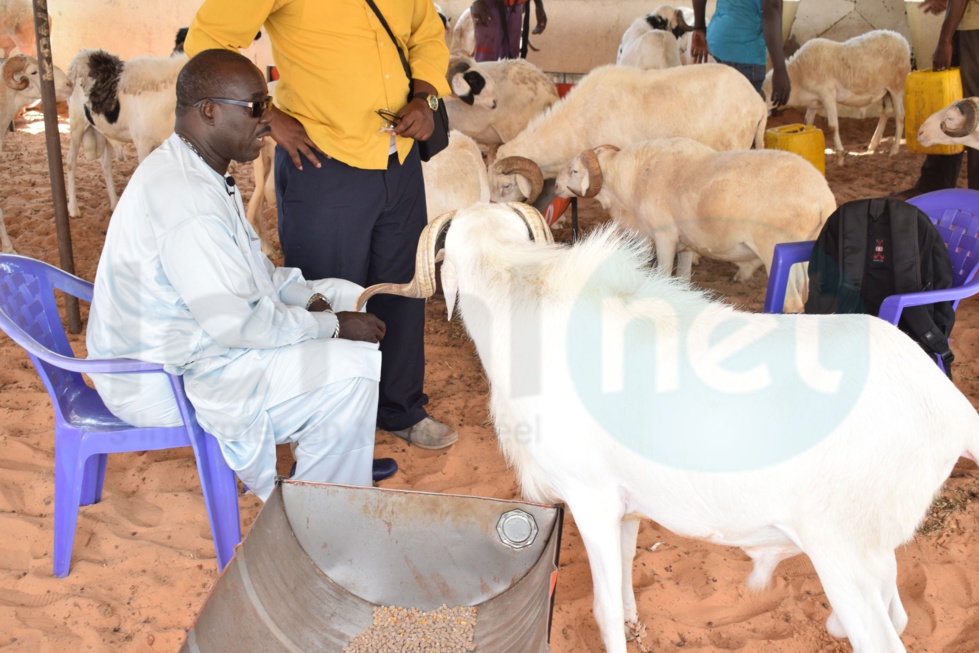 Opération Tabaski : Khadim Samb vous propose des moutons de race pour fêter l'Aïd El Kebir