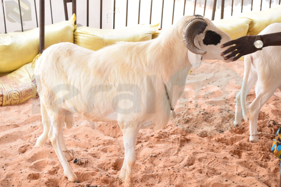 Opération Tabaski : Khadim Samb vous propose des moutons de race pour fêter l'Aïd El Kebir