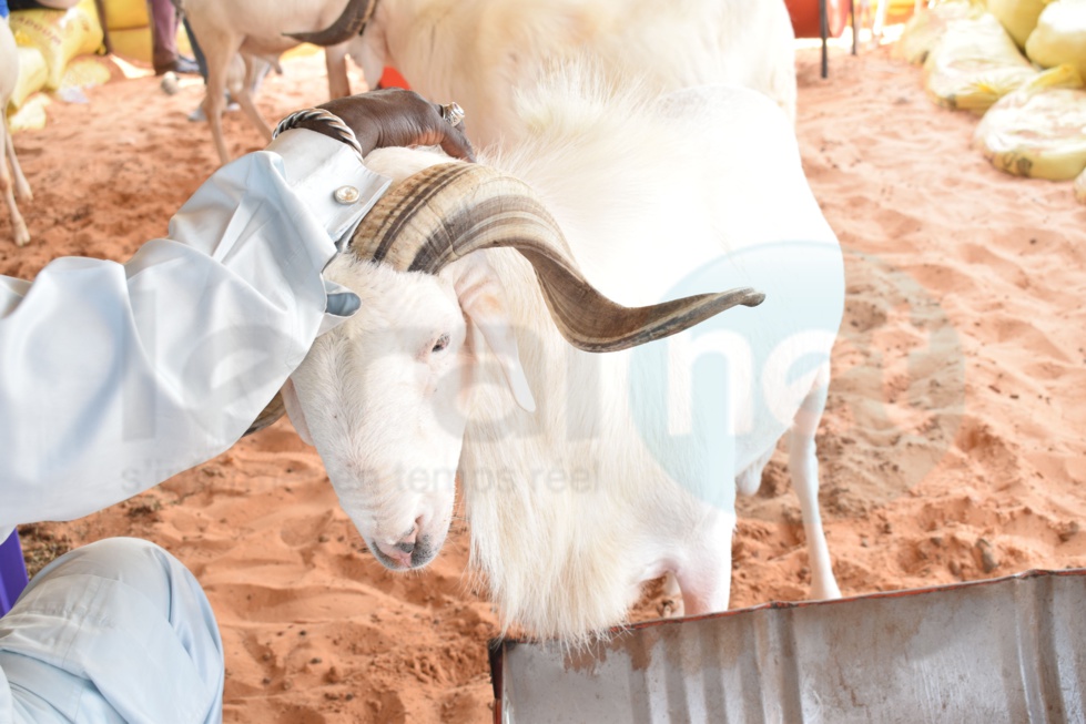 Opération Tabaski : Khadim Samb vous propose des moutons de race pour fêter l'Aïd El Kebir