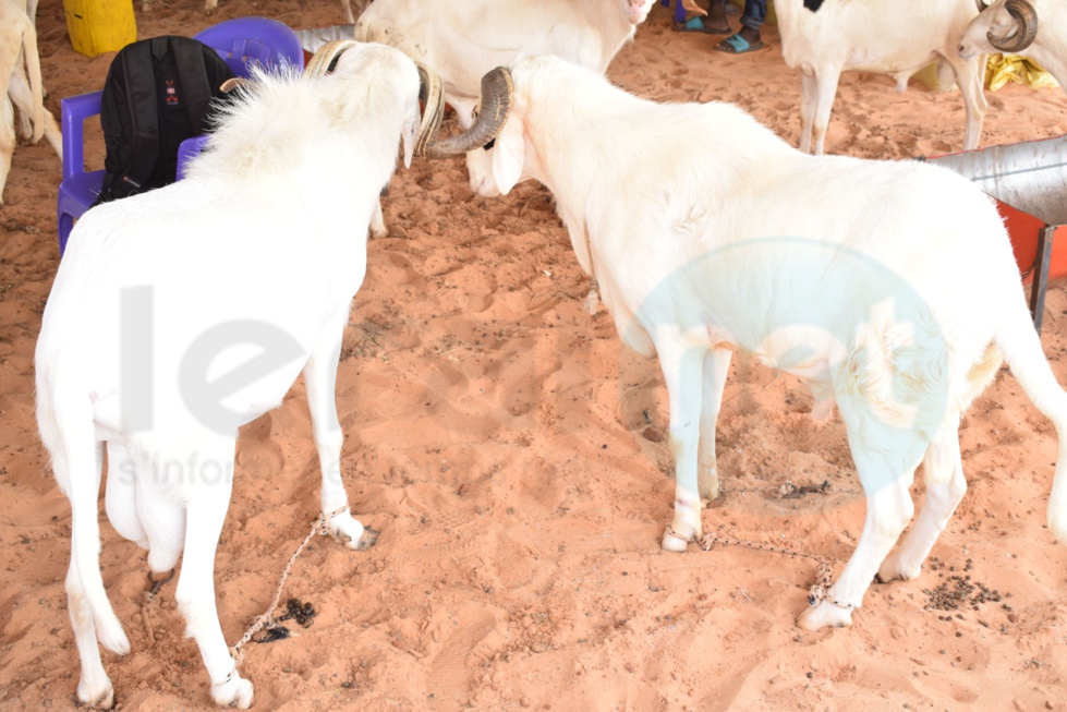 Opération Tabaski : Khadim Samb vous propose des moutons de race pour fêter l'Aïd El Kebir