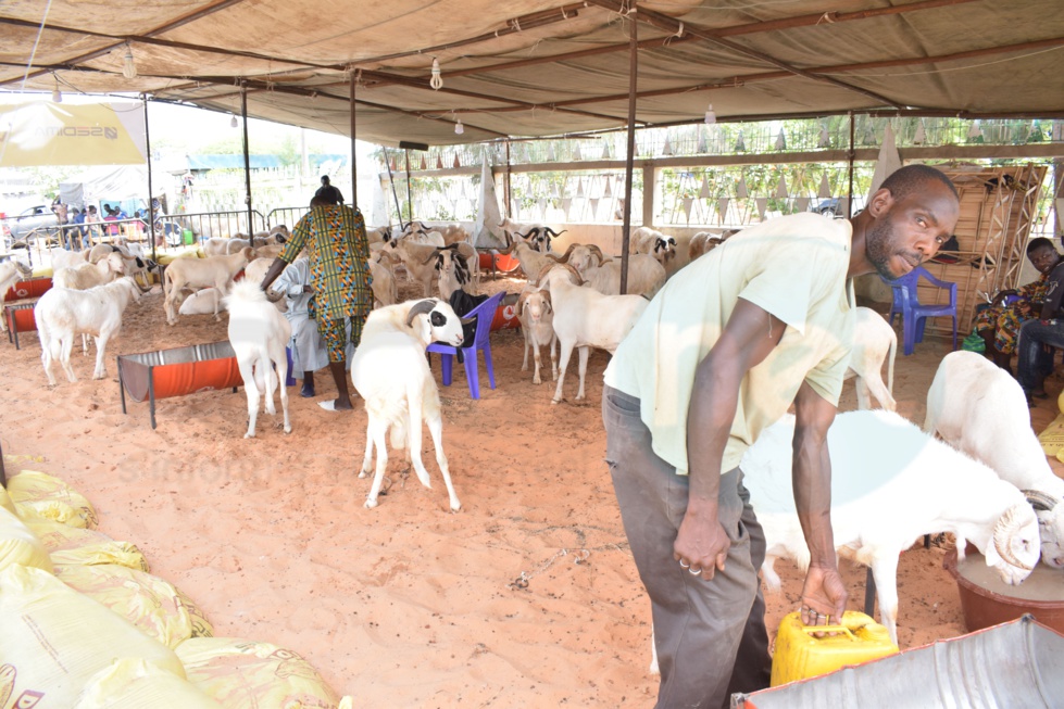 Opération Tabaski : Khadim Samb vous propose des moutons de race pour fêter l'Aïd El Kebir