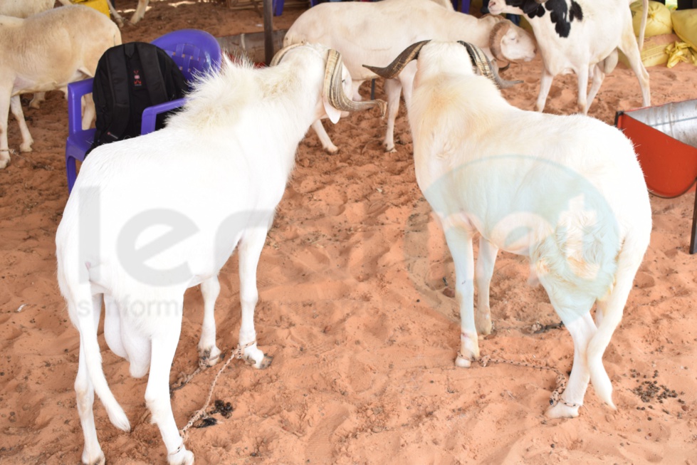 Opération Tabaski : Khadim Samb vous propose des moutons de race pour fêter l'Aïd El Kebir