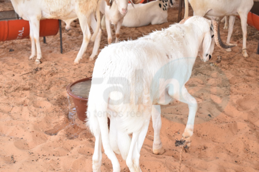 Opération Tabaski : Khadim Samb vous propose des moutons de race pour fêter l'Aïd El Kebir