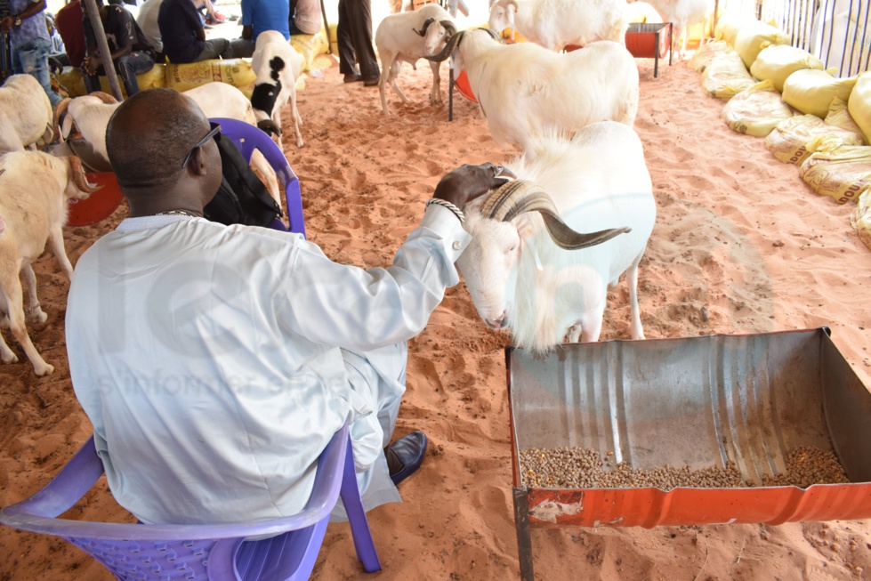 Opération Tabaski : Khadim Samb vous propose des moutons de race pour fêter l'Aïd El Kebir