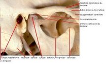 Syndrome de l’articulation temporo-mandibulaire : 7 idées pour soulager l’inconfort !