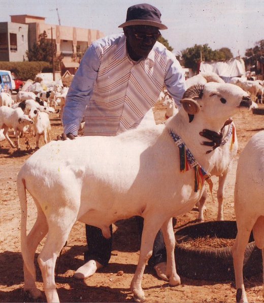 Gallo Thiello, artiste et éleveur de moutons : « On m’a proposé 4 millions pour Yékini »