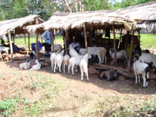 Tabaski des « Goorgorlou » : Les moutons « poids plumes » en vedette