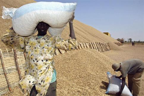 Des investisseurs saoudiens seraient prêts à prendre le contrôle de la production de riz au Sénégal et au Mali