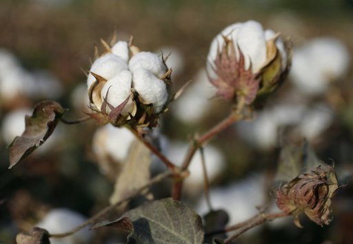 Sénégal: hausse de 11% du prix du kilo de coton payé au producteur