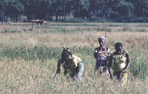 Mamadou Dème (Dg de la Saed) : ‘80 % de la production sénégalaise en riz vient de la vallée