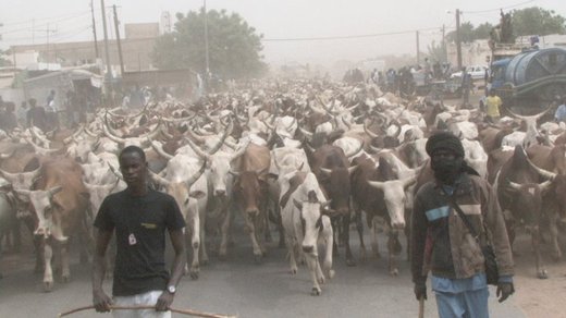 SPECIAL «BERNDE» CHEZ BETHIO : 818 bœufs, 102 cuisines dans 33 quartiers de Touba, 18 chameaux, plus de 500 moutons et coqs ( Photos)