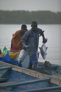 Sénégal : Résultats encourageants du projet Cogepas