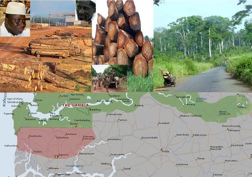 TRAFIC INTERNATIONAL DE BOIS EN CASAMANCE, VIA LA GAMBIE