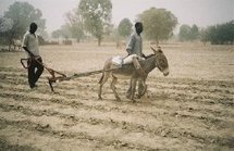 INSECURITE ALIMENTAIRE : La récupération des terres arides et l’agroforesterie, une solution