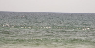 [Photo-Video] Quand baleines et dauphins s’invitent à l’Appel de Seydina Limamou Laye