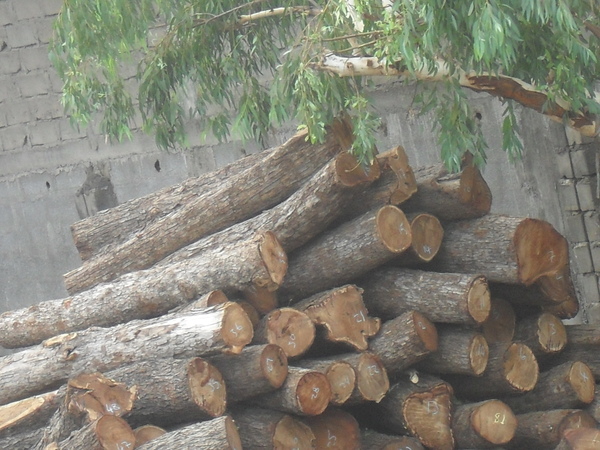 [Photos] Trafic d’arbres forestiers à la frontière Sénégalo-gambienne