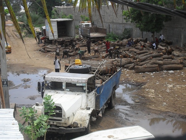 [Photos] Trafic d’arbres forestiers à la frontière Sénégalo-gambienne