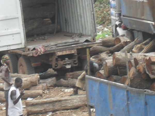 [Photos] Trafic d’arbres forestiers à la frontière Sénégalo-gambienne