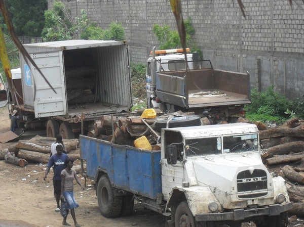 [Photos] Trafic d’arbres forestiers à la frontière Sénégalo-gambienne