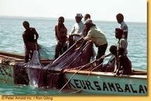 Saint-Louis : 12 pêcheurs portés disparus