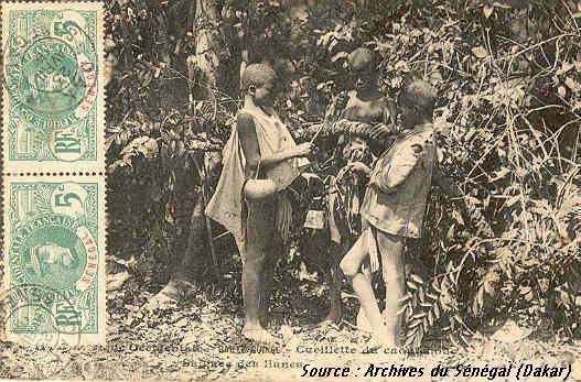 Haute-Guinée: Cueillette du caoutchouc, saignée des lianes