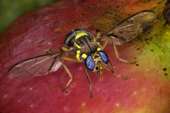 Perte de fruits: La mouche destructrice, encore présente