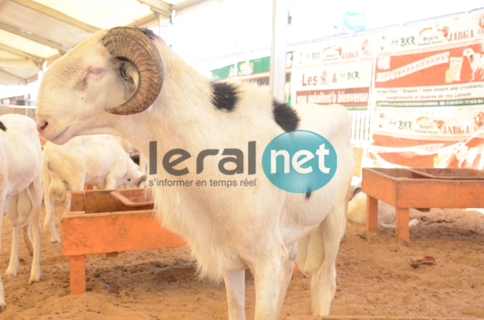 PHOTOS - A la découverte de la bergerie Khadim Rassoul, spécialiste du mouton "Ladoum"