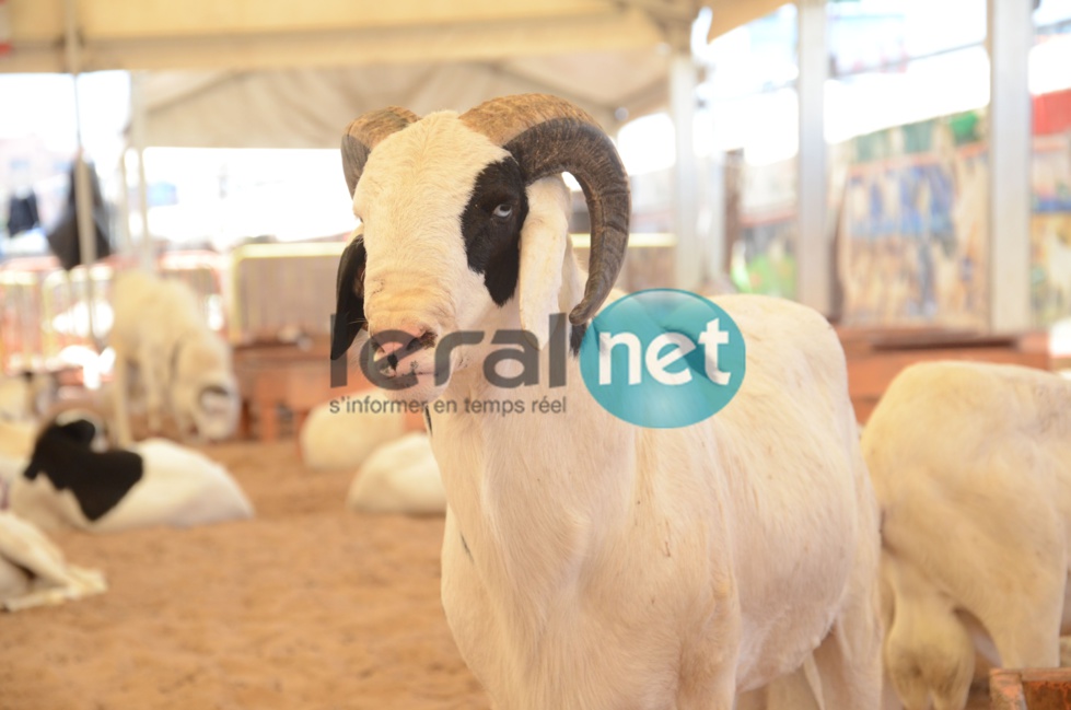 PHOTOS - A la découverte de la bergerie Khadim Rassoul, spécialiste du mouton "Ladoum"