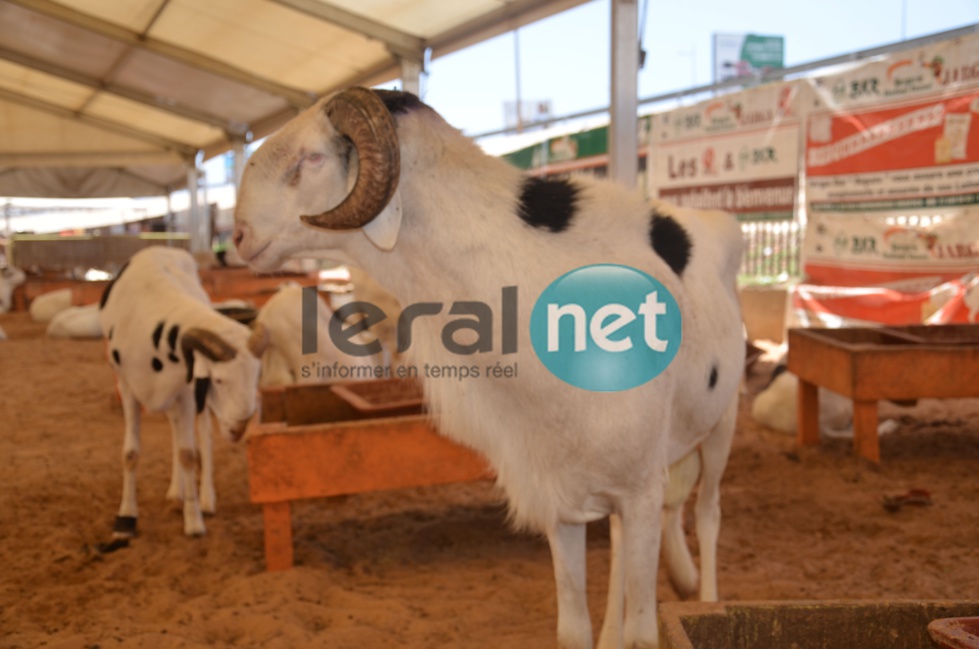 PHOTOS - A la découverte de la bergerie Khadim Rassoul, spécialiste du mouton "Ladoum"