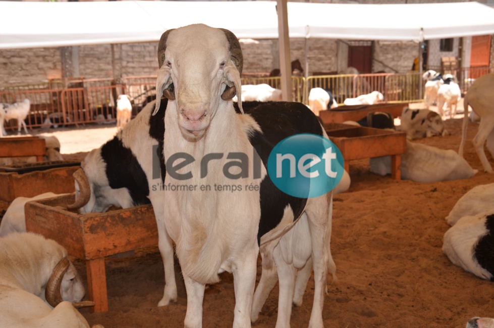 PHOTOS - A la découverte de la bergerie Khadim Rassoul, spécialiste du mouton "Ladoum"